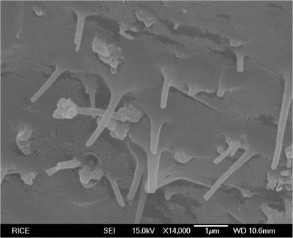 An electron microscope image shows graphene nanoribbons embedded in a block copolymer. The composite material created at Rice University shows promise for containing compressed natural gas and for food packaging. (Credit: Tour Group/Rice University)